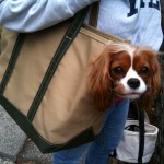 Chloe in her Boat Canvas Carrier (Large)