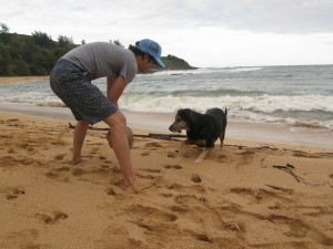 can i take a dog to hawaii