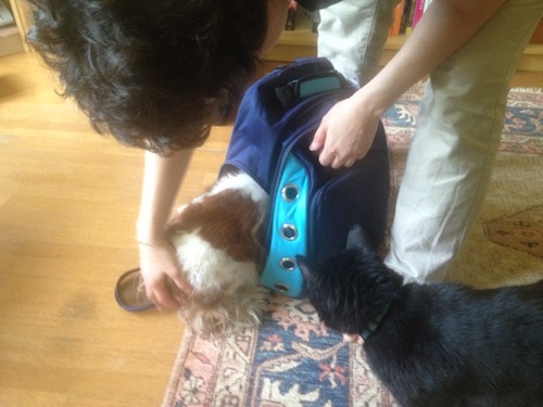 Our cat Otto looks on as I coax Chloe to enter the bag, not just stand in the door and eat the treat inside