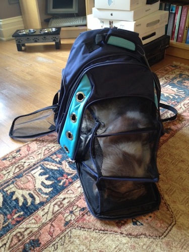 Chloe zonked out -- you can see her nose tucking into the front left corner of the mesh tent