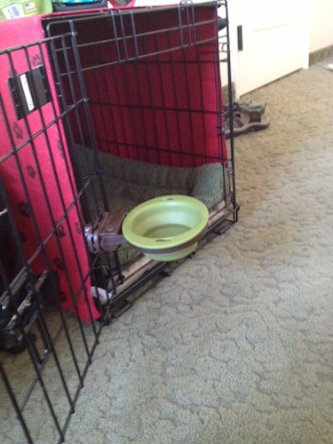 The small Popware bowl installed on the door of Chloe's crate