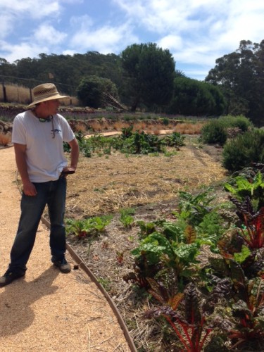 Ross, the garden manager, surveying chard. Beyond him is a future guest lounge area and an orchard — the garden is just getting started, but it's a sun trap and will thrive.