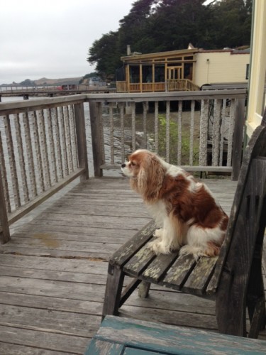Chloe enjoying the view from Al's little porch (that's the restaurant in the background)