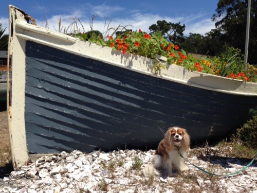 Chloe and the boat of nasturtiums
