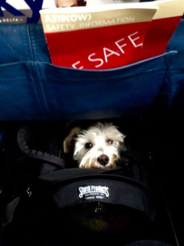 I believe this picture is from the starboard side of the plane, since it looks like the seat pocket ends at the right, and there's a hint of a right wall at the bottom. This, therefore, is a large SturdiBag (and adorable pup) in the under-seat space for window seat 2D on a Delta A-319.