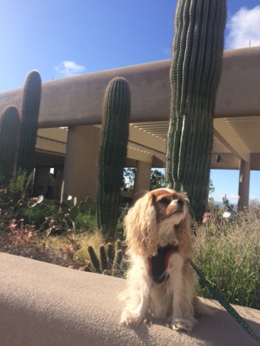Chloe, looking noble at the western district visitor's center