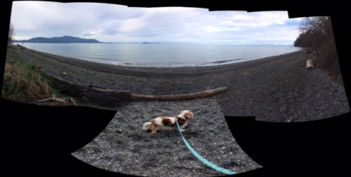 This started out as just a scenery panorama — I pushed the wrong button and added Chloe, at my feet, instead of turning off the phone.