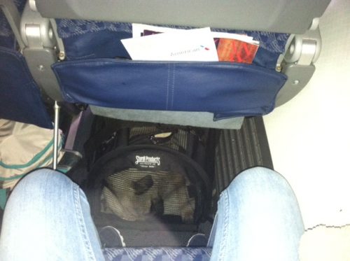 Papaya snoozing in his large SturdiBag on an American 737 (Main Cabin Extra seat).