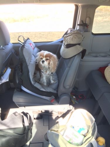 Chloe sitting up in the AirPupSaver 25, installed in a Chrysler Town & Country minivan. Please note that the AirPupSaver 25 does not have any overhead straps (other than the car's own seatbelt).