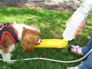 Chloe and her Gulpy