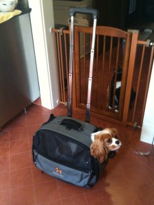 tutto dog carrier