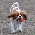 Chloe with Chuckit! mini ball