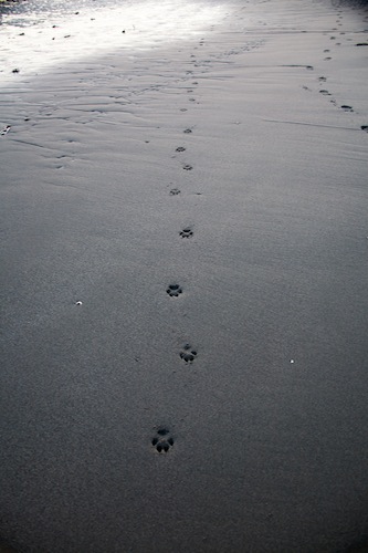 Peter-West-Carey-091226-161106-6869