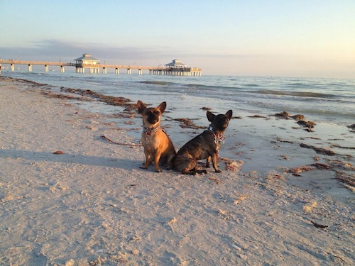 Mia and Raisin on the beach in Florida