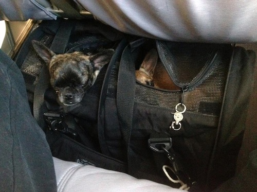 Raisin, on the left, and Mia, lying down, in their large SturdiBag divided carrier, on a United Embraer 175