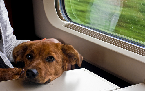 can my dog travel on eurostar