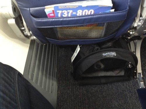 Photo Friday: Daisy, in a large SturdiBag, under the seat of a Southwest 737-800 plane » Dog Jaunt