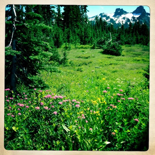 A small meadow with wildflowers just below the inn. A glimpse of the gaunt Tatoosh Range in the background.