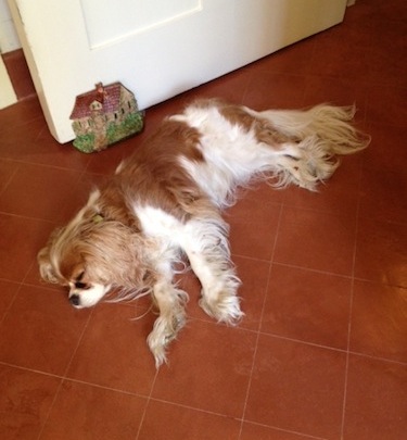 In point of fact, Chloe’s just out cold after a particularly long and squirrel-filled walk.