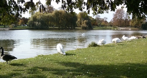Swans preening themselves on the île de Reuilly, one of two islands in the Lac Daumesnil — truly lovely scenery, and dogs aren't otherwise allowed on them, so biking turned out to be a brilliant choice