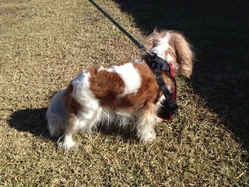 Right leg all the way out of the harness, and you can see in this picture, too, how the leash attaches at the collar