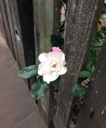 A rose poking through the fence in front of Ruthie's cottage.