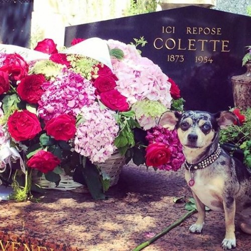 At Colette's grave in the Père Lachaise cemetery (not dog-friendly, so be cautious re-creating this shot)