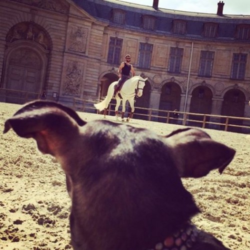 Blue-eyed pup watches blue-eyed (really!) Lusitanian horses training at Versailles' Grande Écurie