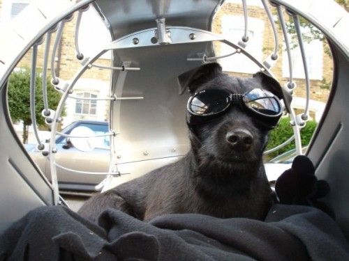 Mouse in her Road Hound, rocking her goggles. She makes me think of Highway 1 and Ray Bans and, dangit, Steve McQueen. That is one cool dog.