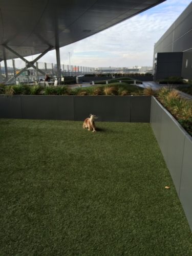 Chloe, accomplishing her goals. It's a good-sized space, as you can see, and while it's actually pretty close to the human side of the terrace, the two areas feel very separate. Nice design work, T5 persons. (That's artificial turf, by the way, which Chloe doesn't mind a bit.)
