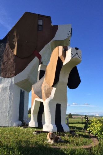 Even the smaller Beagle is still massive (please note Chloe, for scale, down in front), but I believe his main purpose is to gaze off at another Beagle...