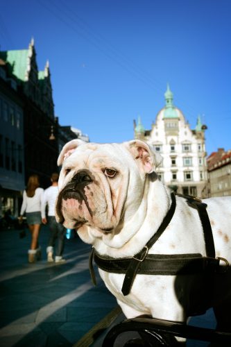 This Bulldog strolling on the Strøget, Copenhagen's magnificent pedestrian zone, is a good reminder that this is a fantastic walking city. (Photo by Christian Alsing, via http://www.copenhagenmediacenter.com)