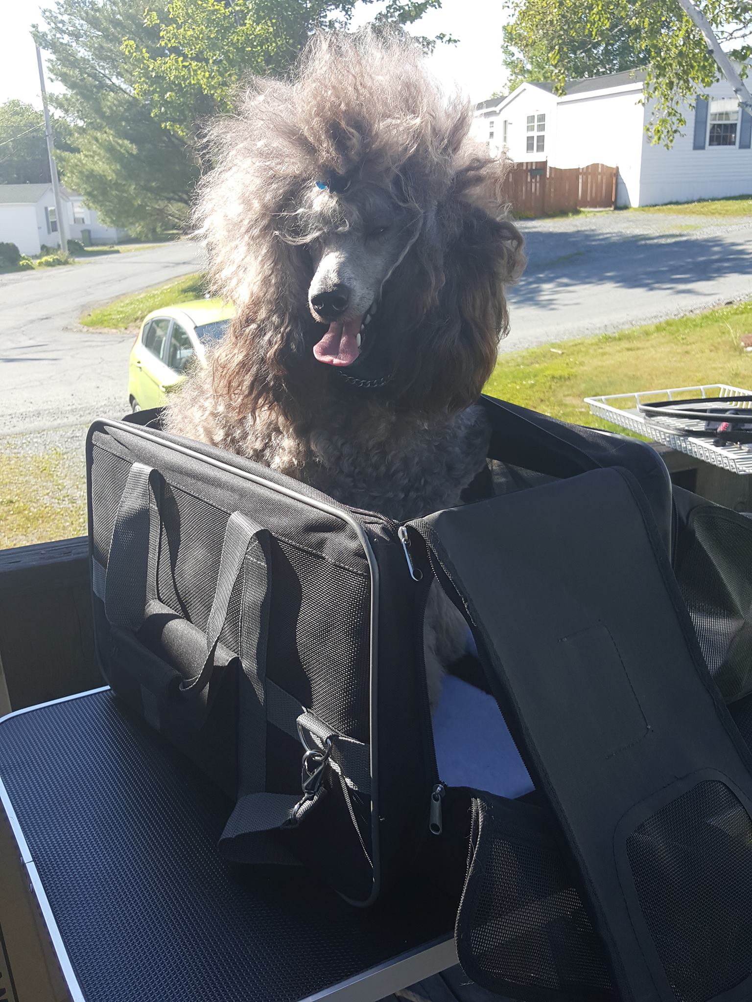 Reader’s report Modifying a Pettom Expandable pet carrier, flying in