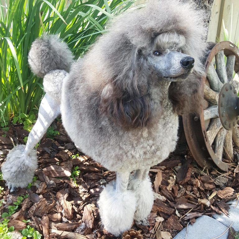 Reader’s report Modifying a Pettom Expandable pet carrier, flying in