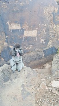Briefly wondered if the tiny petroglyph is a Miniature Poodle, then got a grip on myself and thought, "Petroglyphs! Just out there in the open! Why have I not been to Utah?!"