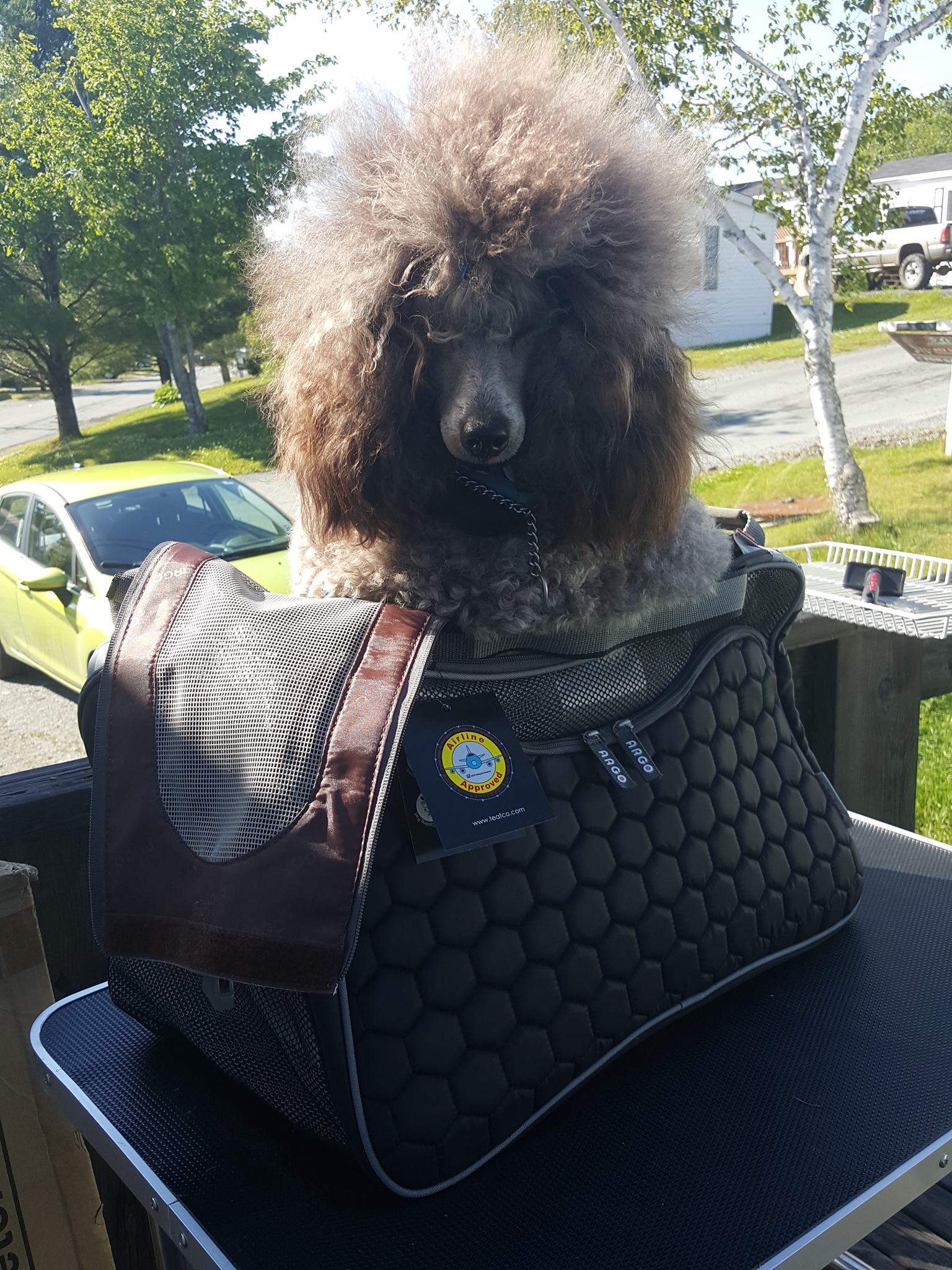 Reader’s report Modifying a Pettom Expandable pet carrier, flying in