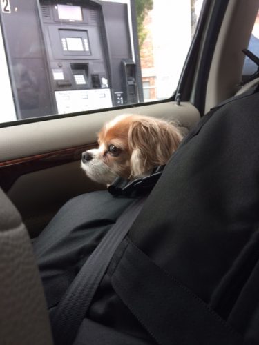 Chloe peeping around the far (from the driver's perspective) side of the AirPupSaver 45, installed in a station wagon.