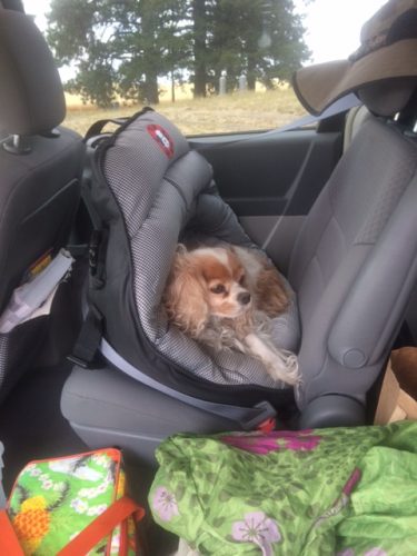 Chloe reclining in her AirPupSaver 25, installed in a Chrysler Town & Country minivan.