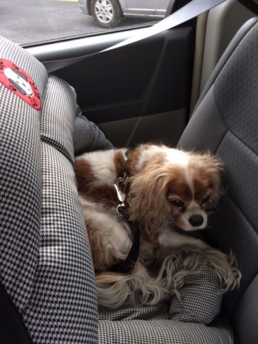 Reclining in a different position — she moves around well in the bed, and seems comfortable.